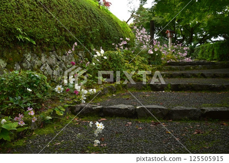 善寶寺的秋菊 125505915