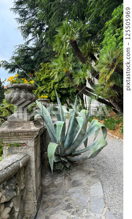 Large agave plant surrounded by lush greenery and decorative stone planter in serene garden setting Large agave plant surrounded by lush greenery and decorative stone planter in serene garden setting 125505969