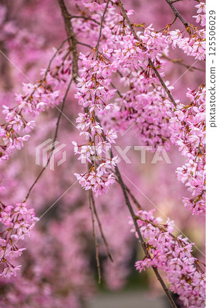 [Fukushima Prefecture_Kitakata City] Nicchu Line weeping cherry tree line 125506029