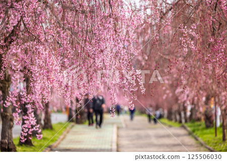 [Fukushima Prefecture_Kitakata City] Nicchu Line weeping cherry tree line 125506030
