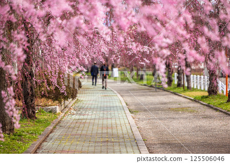 [福島縣_北方市]日中線垂枝櫻花線 125506046