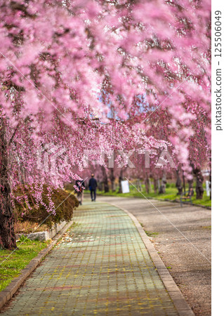[Fukushima Prefecture_Kitakata City] Nicchu Line weeping cherry tree line 125506049