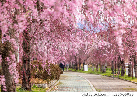 [Fukushima Prefecture_Kitakata City] Nicchu Line weeping cherry tree line 125506055
