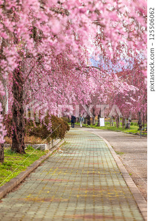 [Fukushima Prefecture_Kitakata City] Nicchu Line weeping cherry tree line 125506062