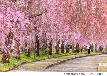 [Fukushima Prefecture_Kitakata City] Nicchu Line weeping cherry tree line 125506093