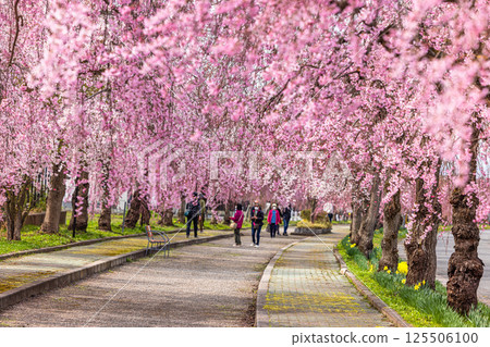 [福島縣_北方市]日中線垂枝櫻花線 125506100