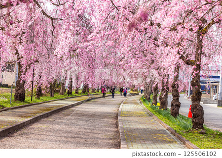 [福島縣_北方市]日中線垂枝櫻花線 125506102