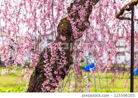 [福島縣_北方市]日中線垂枝櫻花線 125506103