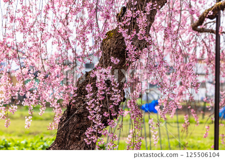 [Fukushima Prefecture_Kitakata City] Nicchu Line weeping cherry tree line 125506104