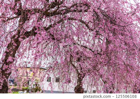 [Fukushima Prefecture_Kitakata City] Nicchu Line weeping cherry tree line 125506108