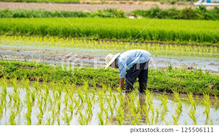 《AI image》Rice planting rice cultivation image 125506111