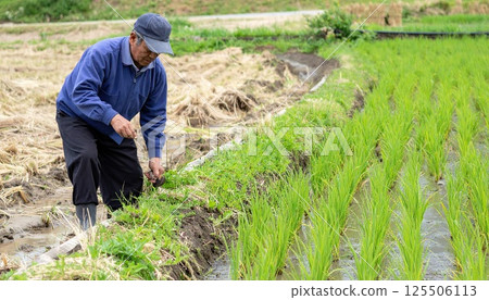 《AI image》Rice planting rice cultivation image 《AI image》Rice planting rice cultivation image 125506113