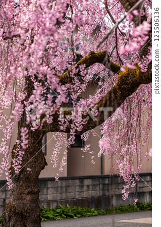 [Fukushima Prefecture_Kitakata City] Nicchu Line weeping cherry tree line 125506136