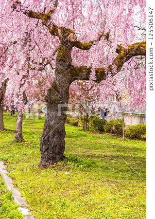 [Fukushima Prefecture_Kitakata City] Nicchu Line weeping cherry tree line 125506147