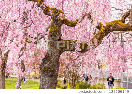 [Fukushima Prefecture_Kitakata City] Nicchu Line weeping cherry tree line 125506149