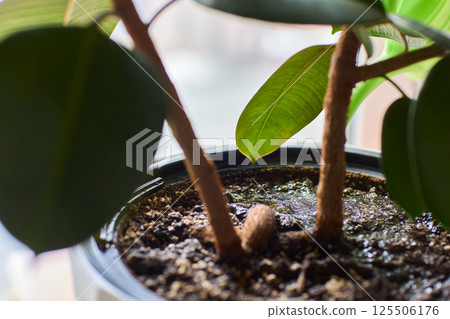 Watering a Small Plant Illustrated in a Clear Glass Cup for Home Growth 125506176