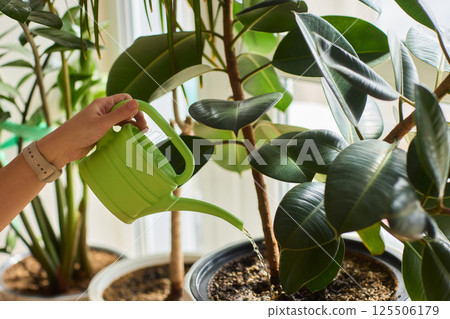 Watering a Small Plant Illustrated in a Clear Glass Cup for Home Growth 125506179