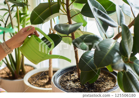 Watering a Small Plant Illustrated in a Clear Glass Cup for Home Growth Watering a Small Plant Illustrated in a Clear Glass Cup for Home Growth 125506180