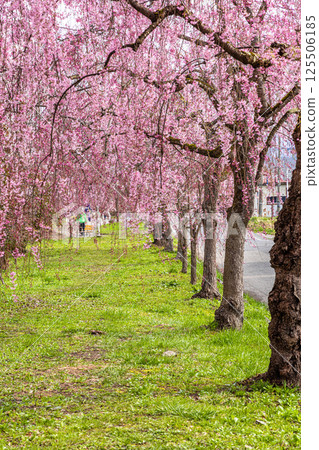 [Fukushima Prefecture_Kitakata City] Nicchu Line weeping cherry tree line 125506185
