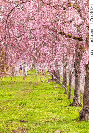 [Fukushima Prefecture_Kitakata City] Nicchu Line weeping cherry tree line 125506186