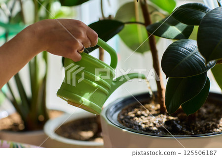 Watering a Small Plant Illustrated in a Clear Glass Cup for Home Growth 125506187