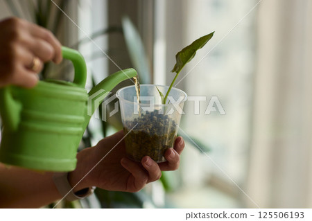 Watering a Small Plant Illustrated in a Clear Glass Cup for Home Growth Watering a Small Plant Illustrated in a Clear Glass Cup for Home Growth 125506193