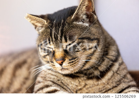 Stray cat Stray cat 125506269