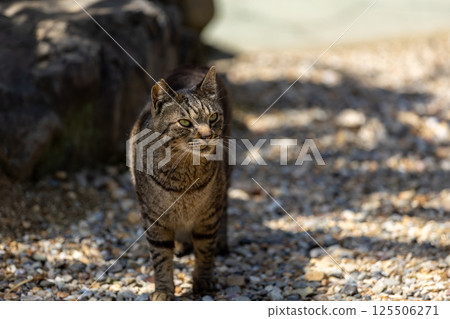 流浪貓 125506271