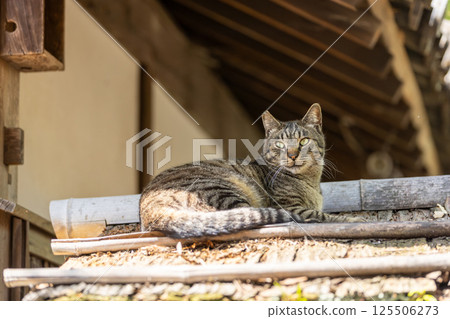 Stray cat 125506273