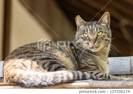 Stray cat Stray cat 125506274