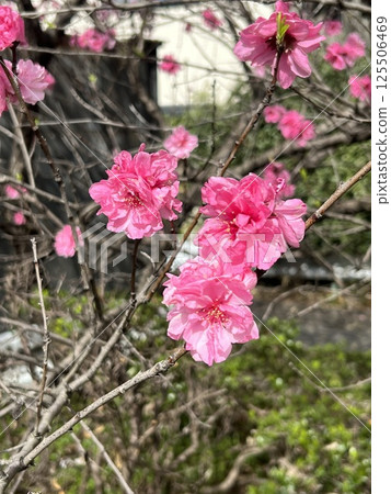 Dark pink flowers Dark pink flowers 125506469