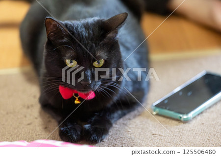Black cat  125506480