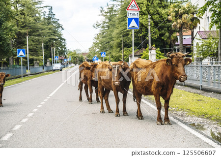 Cows on a city street highway in Georgia Cows on a city street highway in Georgia 125506607