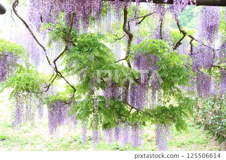 紫藤與綠植的結合 125506614