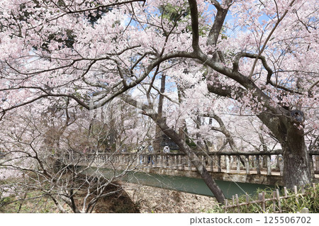 高遠城公園、白兔橋(長野縣高遠町) 高遠城公園、白兔橋(長野縣高遠町) 125506702