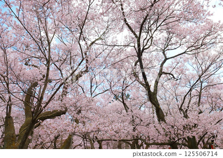高遠城公園櫻花季(長野縣高遠町) 高遠城公園櫻花季(長野縣高遠町) 125506714