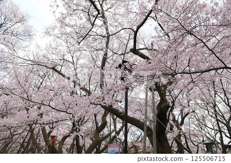 高遠城公園櫻花季(長野縣高遠町) 高遠城公園櫻花季(長野縣高遠町) 125506715
