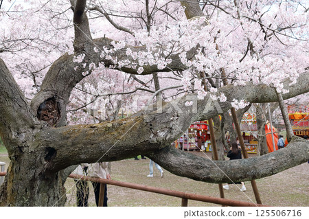 高遠城公園櫻花季(長野縣高遠町) 高遠城公園櫻花季(長野縣高遠町) 125506716