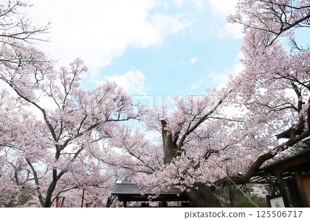 高遠城公園櫻花季(長野縣高遠町) 高遠城公園櫻花季(長野縣高遠町) 125506717