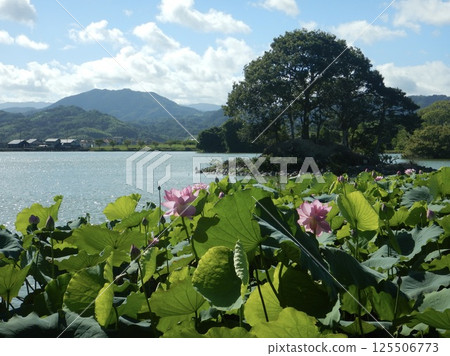 Lotus flowers floating in a pond 125506773