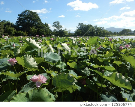 Lotus flowers floating in a pond 125506774