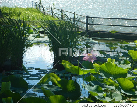 漂浮在池塘的蓮花 漂浮在池塘的蓮花 125506779