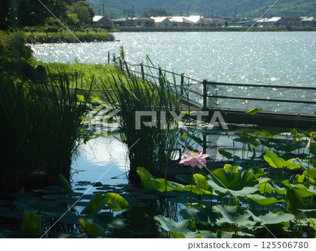 漂浮在池塘的蓮花 漂浮在池塘的蓮花 125506780