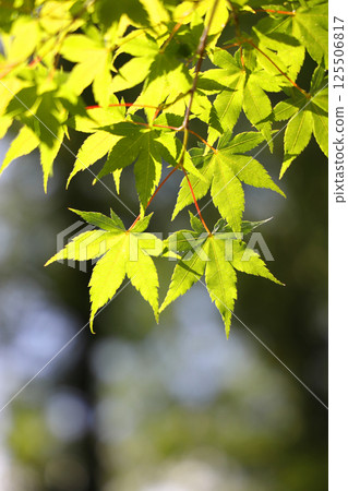 Blue leaves 125506817