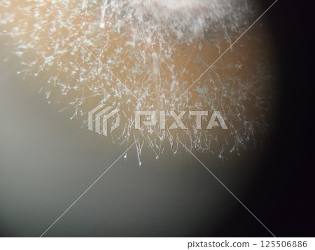 Mold spores slowly spreading outwards Mold spores slowly spreading outwards 125506886