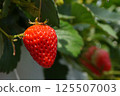 Red ripe strawberries 125507003