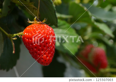 Red ripe strawberries 125507003