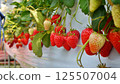 Strawberries from a strawberry picking farm 125507004