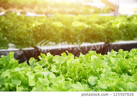 Hydroponic organic vegetable farm, soilless farming 125507026