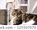 Adult Maine Coon cat looking at you 125507070